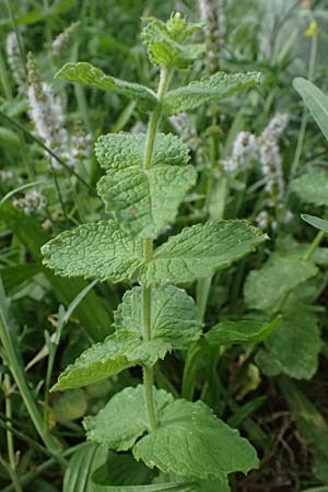Mentha x villosonervata \ Gezhnte Minze / Toothed Mint, D Mannheim 21.9.2023