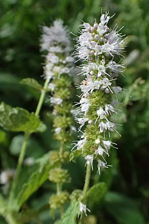 Mentha x villosonervata \ Gezhnte Minze / Toothed Mint, D Mannheim 21.9.2023