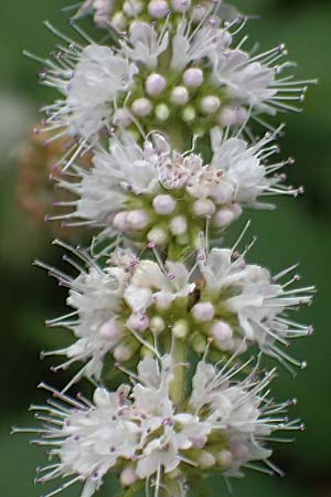 Mentha x villosonervata \ Gezhnte Minze / Toothed Mint, D Mannheim 21.9.2023