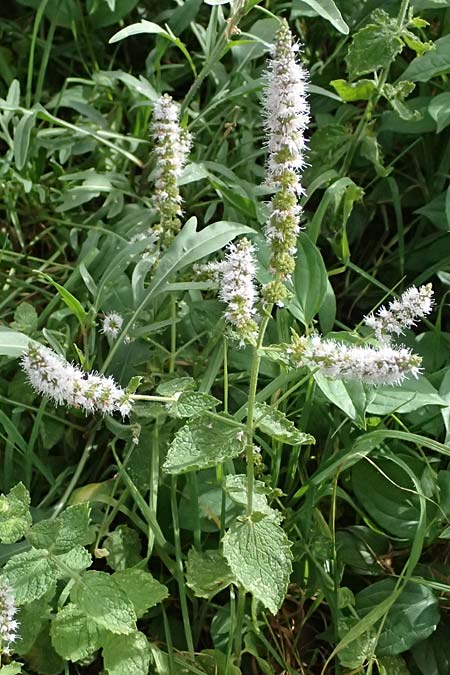 Mentha x villosonervata \ Gezhnte Minze / Toothed Mint, D Mannheim 21.9.2023