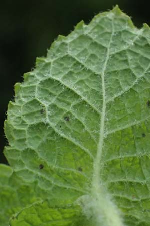 Mentha x villosonervata \ Gezhnte Minze / Toothed Mint, D Mannheim 21.9.2023