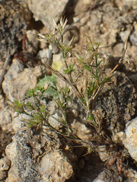 Minuartia fastigiata \ Bschel-Miere / Red Sandwort, D Herxheim am Berg 2.9.2011