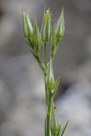 Minuartia fastigiata \ Bschel-Miere / Red Sandwort, D Herxheim am Berg 28.5.2012