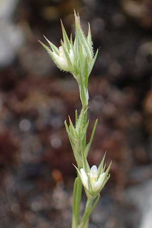 Minuartia fastigiata \ Bschel-Miere / Red Sandwort, D Herxheim am Berg 28.5.2012