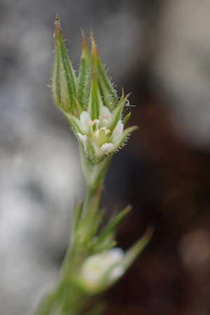 Minuartia fastigiata \ Bschel-Miere / Red Sandwort, D Herxheim am Berg 28.5.2012