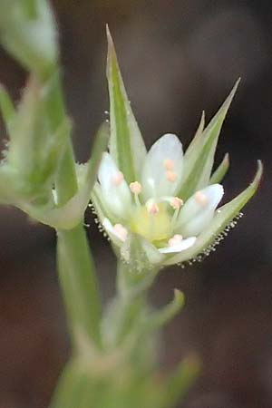 Minuartia fastigiata \ Bschel-Miere / Red Sandwort, D Herxheim am Berg 28.5.2012
