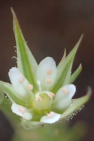 Minuartia fastigiata \ Bschel-Miere / Red Sandwort, D Herxheim am Berg 28.5.2012