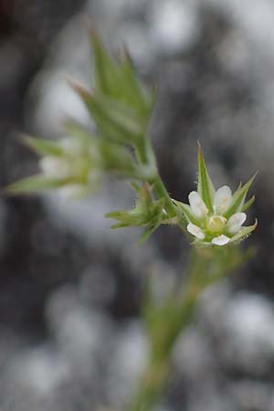 Minuartia fastigiata \ Bschel-Miere / Red Sandwort, D Herxheim am Berg 28.5.2012