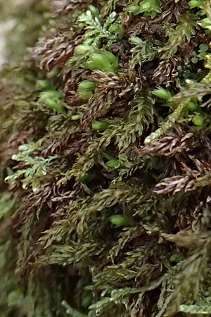 Mnium hornum \ Schwanenhals-Sternmoos / Carpet Moss, D Wagenschwend 15.3.2025