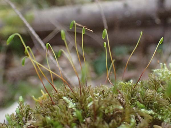 Mnium hornum \ Schwanenhals-Sternmoos / Carpet Moss, D Wagenschwend 15.3.2025