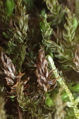 Mnium hornum \ Schwanenhals-Sternmoos / Carpet Moss, D Wagenschwend 15.3.2025