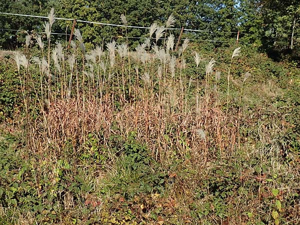Miscanthus sacchariflorus \ Silberfahnen-Gras, Groes Stielblten-Gras / Amur Silver Grass, D Hövelhof 7.10.2018
