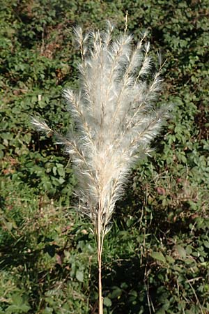 Miscanthus sacchariflorus \ Silberfahnen-Gras, Groes Stielblten-Gras / Amur Silver Grass, D Hövelhof 7.10.2018