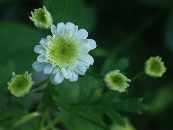 Tanacetum parthenium \ Mutterkraut / Feverfew, D Frankfurt 1.6.2026
