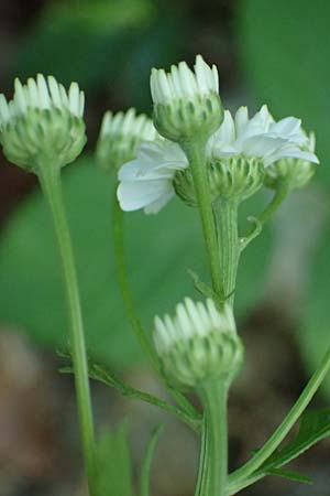 Tanacetum parthenium \ Mutterkraut / Feverfew, D Frankfurt 1.6.2026
