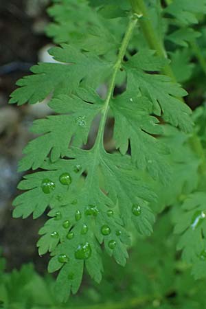 Tanacetum parthenium \ Mutterkraut / Feverfew, D Frankfurt 1.6.2026