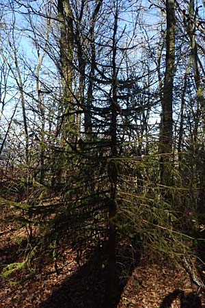 Hypnum cupressiforme \ Zypressen-Schlafmoos / Cypress-Leaved Plait Moss, D Odenwald, Ursenbach 2.3.2025