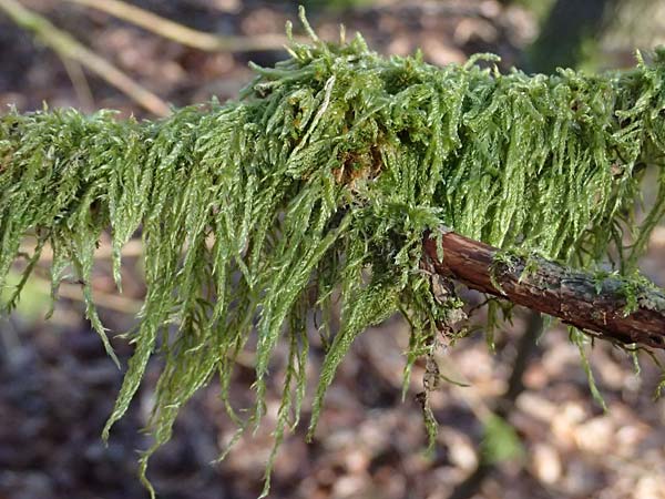 Hypnum cupressiforme \ Zypressen-Schlafmoos / Cypress-Leaved Plait Moss, D Odenwald, Ursenbach 2.3.2025