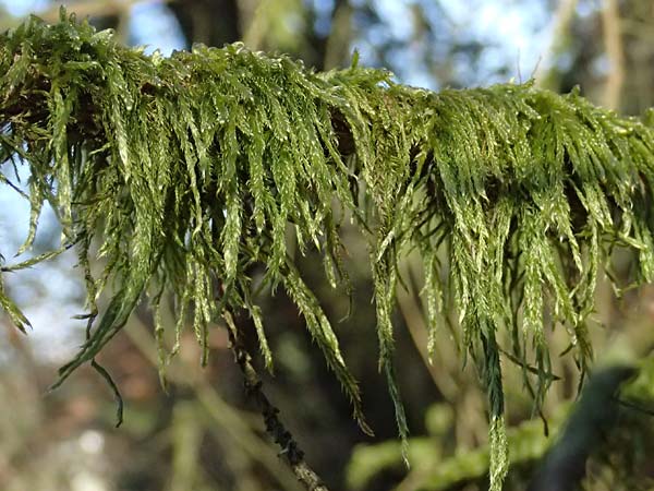 Hypnum cupressiforme \ Zypressen-Schlafmoos / Cypress-Leaved Plait Moss, D Odenwald, Ursenbach 2.3.2025