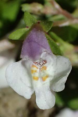 Mazus pumilus, Henry's Honeysuckle