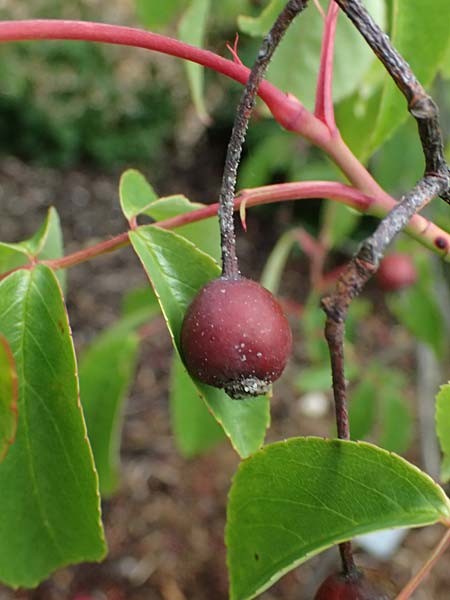 Rosa moschata \ Moschus-Rose / Musk Rose, D Botan. Gar.  Universit.  Ulm 26.5.2025