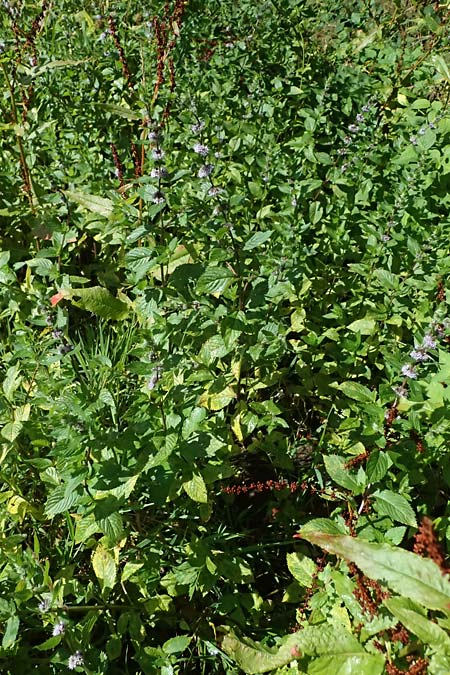 Mentha x smithiana \ Rote Minze / Smith's Mint, Red Mint, D Warstein 2.8.2023