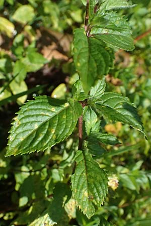 Mentha x smithiana \ Rote Minze / Smith's Mint, Red Mint, D Warstein 2.8.2023