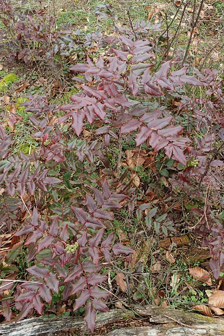 Mahonia x wagneri / Wagner's Oregon Grape, D Viernheim 22.2.2022