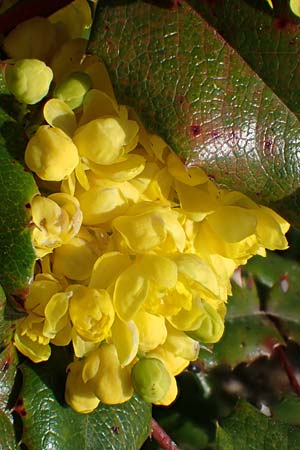 Mahonia x wagneri / Wagner's Oregon Grape, D Viernheim 28.3.2022