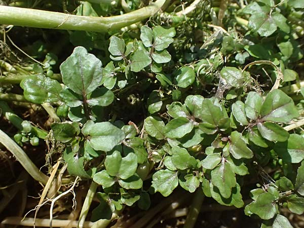 Nasturtium microphyllum \ Einreihige Brunnenkresse, Kleinblttrige Brunnenkresse / One-Row Water Cress, Narrow-Fruited Water Cress, D Garching an der Alz 10.8.2025