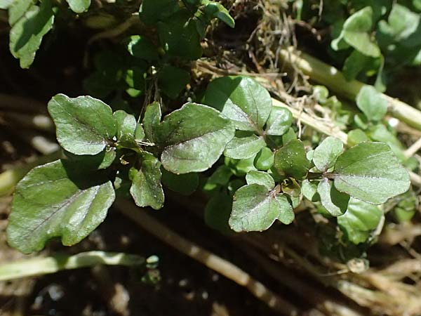 Nasturtium microphyllum \ Einreihige Brunnenkresse, Kleinblttrige Brunnenkresse / One-Row Water Cress, Narrow-Fruited Water Cress, D Garching an der Alz 10.8.2025