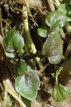 Nasturtium microphyllum \ Einreihige Brunnenkresse, Kleinblttrige Brunnenkresse / One-Row Water Cress, Narrow-Fruited Water Cress, D Garching an der Alz 10.8.2025