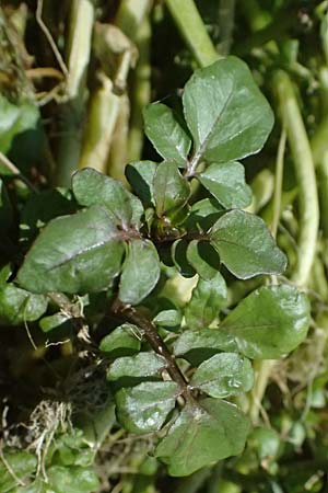 Nasturtium microphyllum \ Einreihige Brunnenkresse, Kleinblttrige Brunnenkresse / One-Row Water Cress, Narrow-Fruited Water Cress, D Garching an der Alz 10.8.2025