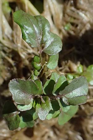 Nasturtium microphyllum \ Einreihige Brunnenkresse, Kleinblttrige Brunnenkresse / One-Row Water Cress, Narrow-Fruited Water Cress, D Garching an der Alz 10.8.2025