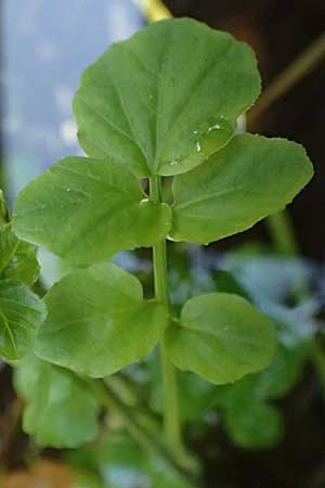 Nasturtium microphyllum \ Einreihige Brunnenkresse, Kleinblttrige Brunnenkresse / One-Row Water Cress, Narrow-Fruited Water Cress, D Burghausen 10.8.2025