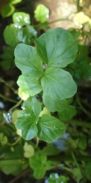 Nasturtium microphyllum \ Einreihige Brunnenkresse, Kleinblttrige Brunnenkresse / One-Row Water Cress, Narrow-Fruited Water Cress, D Burghausen 10.8.2025