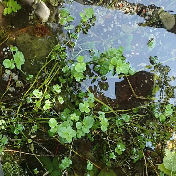 Nasturtium microphyllum \ Einreihige Brunnenkresse, Kleinblttrige Brunnenkresse / One-Row Water Cress, Narrow-Fruited Water Cress, D Burghausen 10.8.2025