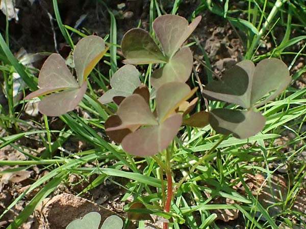 Oxalis stricta / Upright Oxalis, D Bad König 20.7.2024