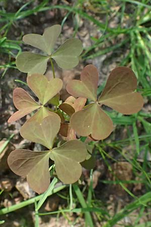 Oxalis stricta / Upright Oxalis, D Bad König 20.7.2024
