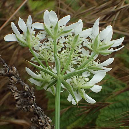 Orlaya grandiflora \ Grobltiger Breitsame / Large-Flowered Orlaya, D Wiesloch 3.6.2025