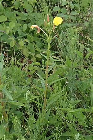 Oenothera rubrostriata \ Rotstreifige Nachtkerze / Red-Striped Evening Primrose, D Ingelheim 11.7.2017