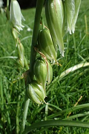 Ornithogalum nutans \ Nickender Milchstern / Drooping Star of Bethlehem, D Karlsruhe 5.4.2024