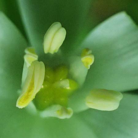 Ornithogalum angustifolium \ Schmalblttriger Milchstern / Narrow-Leaved Star of Bethlehem, D Eiersheim 31.5.2025