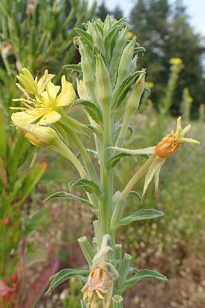 Oenothera villosa \ Weihaarige Nachtkerze, D Schwetzingen 7.7.2018