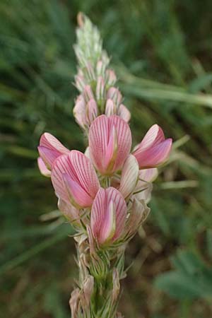 Onobrychis viciifolia \ Futter-Esparsette, Saat-Esparsette / Sainfoin, D Mannheim 16.5.2026
