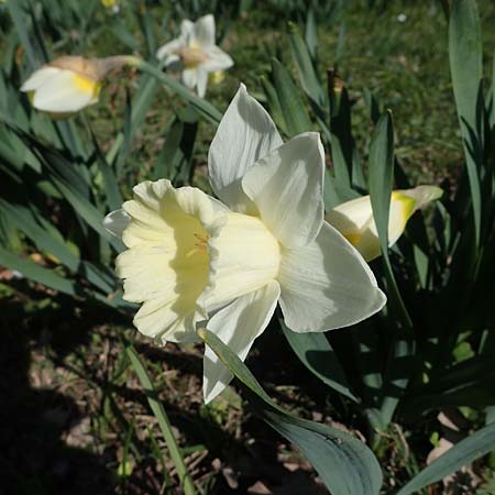 Narcissus pseudonarcissus \ Gelbe Narzisse, Osterglocke / Wild Daffodil, D Ludwigshafen 31.3.2021
