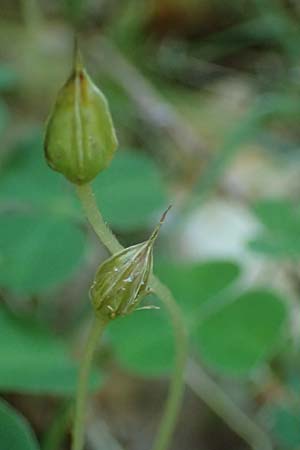 Oxalis acetosella \ Wald-Sauerklee / Wood Sorrel, D Bad D&uuml;rkheim 25.5.2026