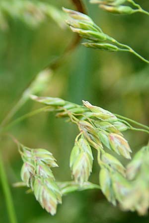 Poa angustifolia \ Schmalblttriges Rispengras, D Erlenbach am Main 4.6.2016