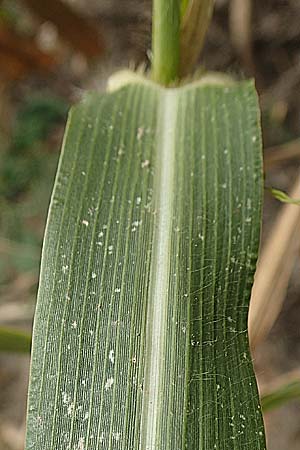 Panicum miliaceum subsp. agricola \ Bauern-Rispen-Hirse, D Mannheim 16.9.2019