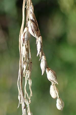 Panicum miliaceum subsp. agricola \ Bauern-Rispen-Hirse, D Mannheim 22.10.2022